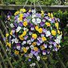 Pair of Pre-Planted Pansy Fragrant Waterfall Hanging Baskets Pair of Pre-Planted Pansy Fragrant Waterfall Hanging Baskets