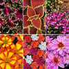 Summer Flowering Bedding Collection