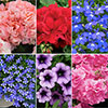 Summer Flowering Bedding Collection
