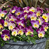 Pansy Cool Wave Raspberry Swirl