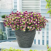 Pansy Cool Wave Raspberry Swirl