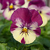 Pansy Cool Wave Raspberry Swirl