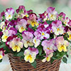 Pansy Cool Wave Raspberry Swirl