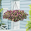 Pansy Cool Wave Raspberry Swirl