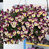 Pansy Cool Wave Raspberry Swirl