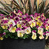 Pansy Cool Wave Raspberry Swirl