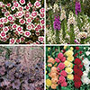 Complete Hardy Garden Perennial Collection