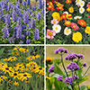 Complete Hardy Garden Perennial Collection