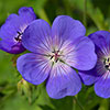 Geranium Rozanne
