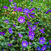 Geranium Rozanne