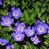 Geranium Rozanne