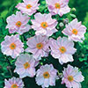 Japanese Anemone Queen Charlotte Japanese Anemone Queen Charlotte