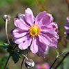 Japanese Anemone Queen Charlotte Japanese Anemone Queen Charlotte
