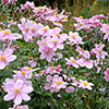 Japanese Anemone Queen Charlotte Japanese Anemone Queen Charlotte