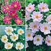 Hardy Japanese Anemone Collection