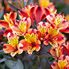 Alstroemeria Indian Summer