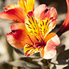Alstroemeria Indian Summer