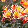Alstroemeria Indian Summer