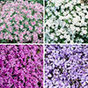 Carpet Phlox Collection
