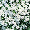 Carpet Phlox Collection