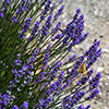 Lavender Hidcote