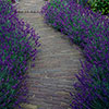 Lavender Hidcote