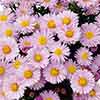 Aster dumosus Autumn Jewels Aster dumosus Autumn Jewels