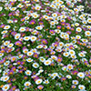 Erigeron karvinskianus Sea of Blossom Erigeron karvinskianus Sea of Blossom