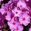 Creeping Phlox Collection