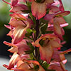Foxglove Digitalis Illumination Flame
