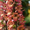Foxglove Digitalis Illumination Flame