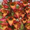 Foxglove Digitalis Illumination Flame