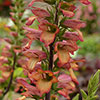 Foxglove Digitalis Illumination Flame