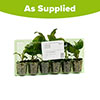 Echinacea Cheyenne Spirit Echinacea Cheyenne Spirit