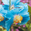 Himalayan Blue Poppy Himalayan Blue Poppy