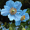 Himalayan Blue Poppy Himalayan Blue Poppy