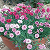 Pinks Garden Pleasure Collection Pinks Garden Pleasure Collection