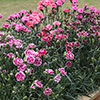 Pinks Garden Pleasure Collection Pinks Garden Pleasure Collection