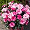 Dianthus I Love You Dianthus I Love You