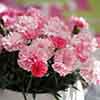 Dianthus I Love You Dianthus I Love You