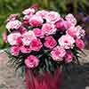 Dianthus I Love You Dianthus I Love You