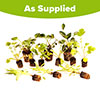 Salvia Lips Collection