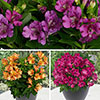 Alstroemeria Summer Collection