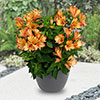 Alstroemeria Summer Collection