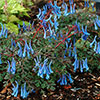 Corydalis Blue Heron