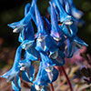 Corydalis Blue Heron