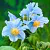 Himalayan Blue Poppy Himalayan Blue Poppy