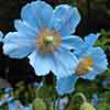 Himalayan Blue Poppy Himalayan Blue Poppy