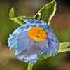 Himalayan Blue Poppy Himalayan Blue Poppy