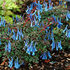 Corydalis Blue Heron Corydalis Blue Heron